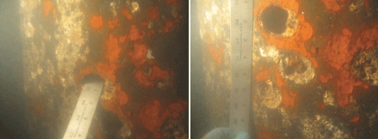 MIC is suspected to have caused holes in the H-piles. Photos courtesy of FDOT.