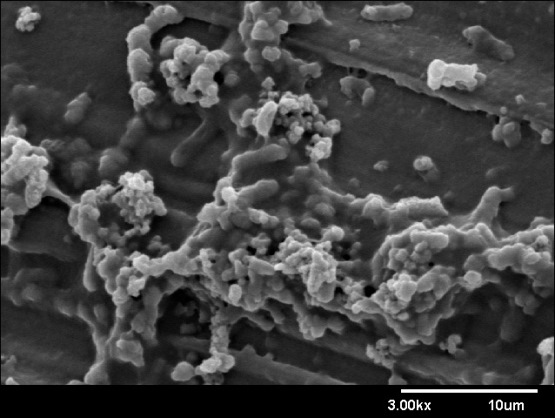 A scanning electron microscope image of an SRB biofilm on a carbon steel test coupon. Photo courtesy of Richard B. Eckert, DNV GL.