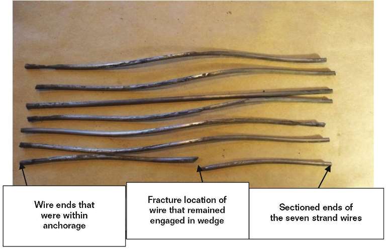 FIGURE 5 View of the end length portion of the seven strand wires comprising Tendon 3 after extraction, sectioning from the overall strand, separating, and cleaning.