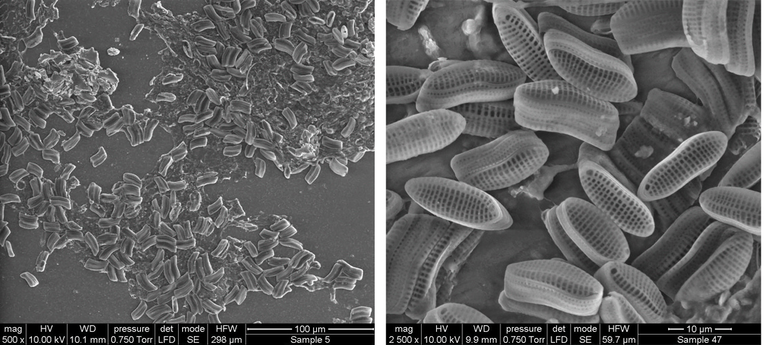 The electron microscopy images show examples of microfouling. Images courtesy of AkzoNobel Marine & Protective Coatings. 